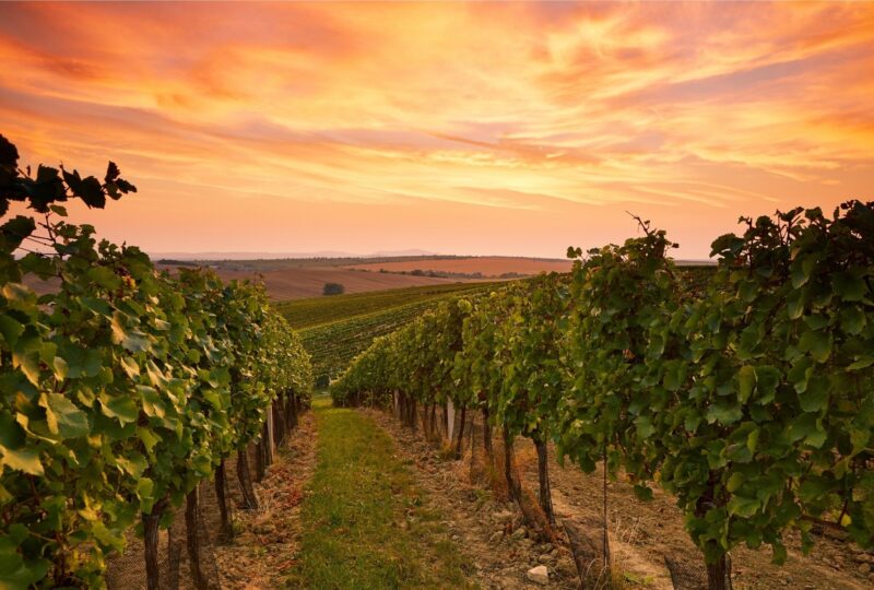 wine